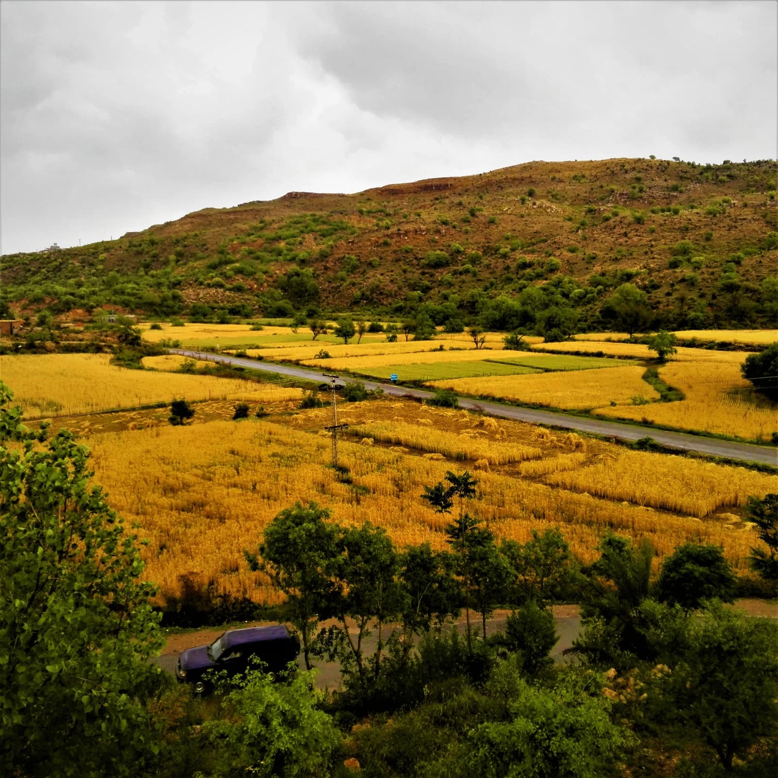 Golden wheat fields with a road winding through them and a hill in the background.