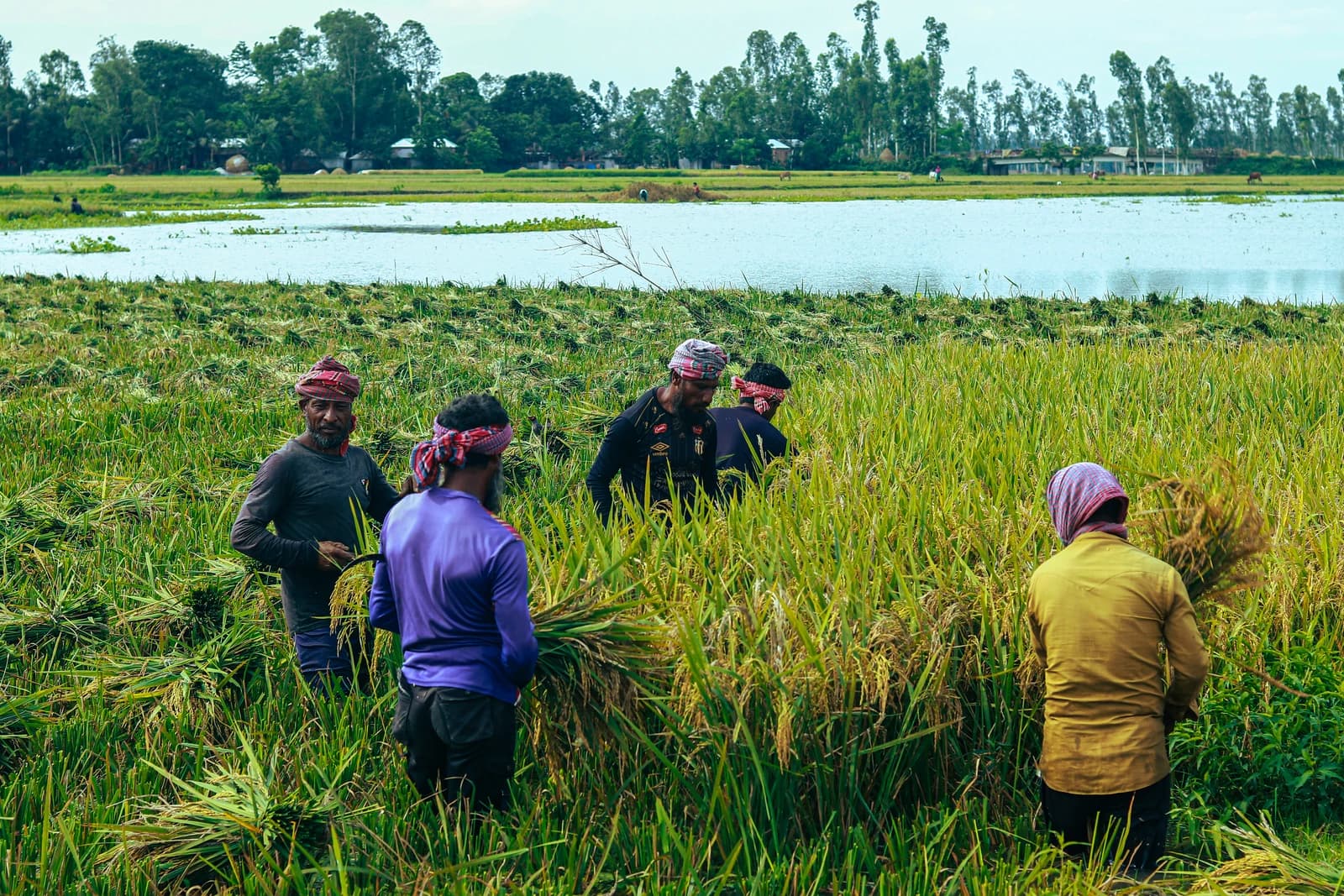 Farmers harvest rice plants in a wetland field in Bangladesh.