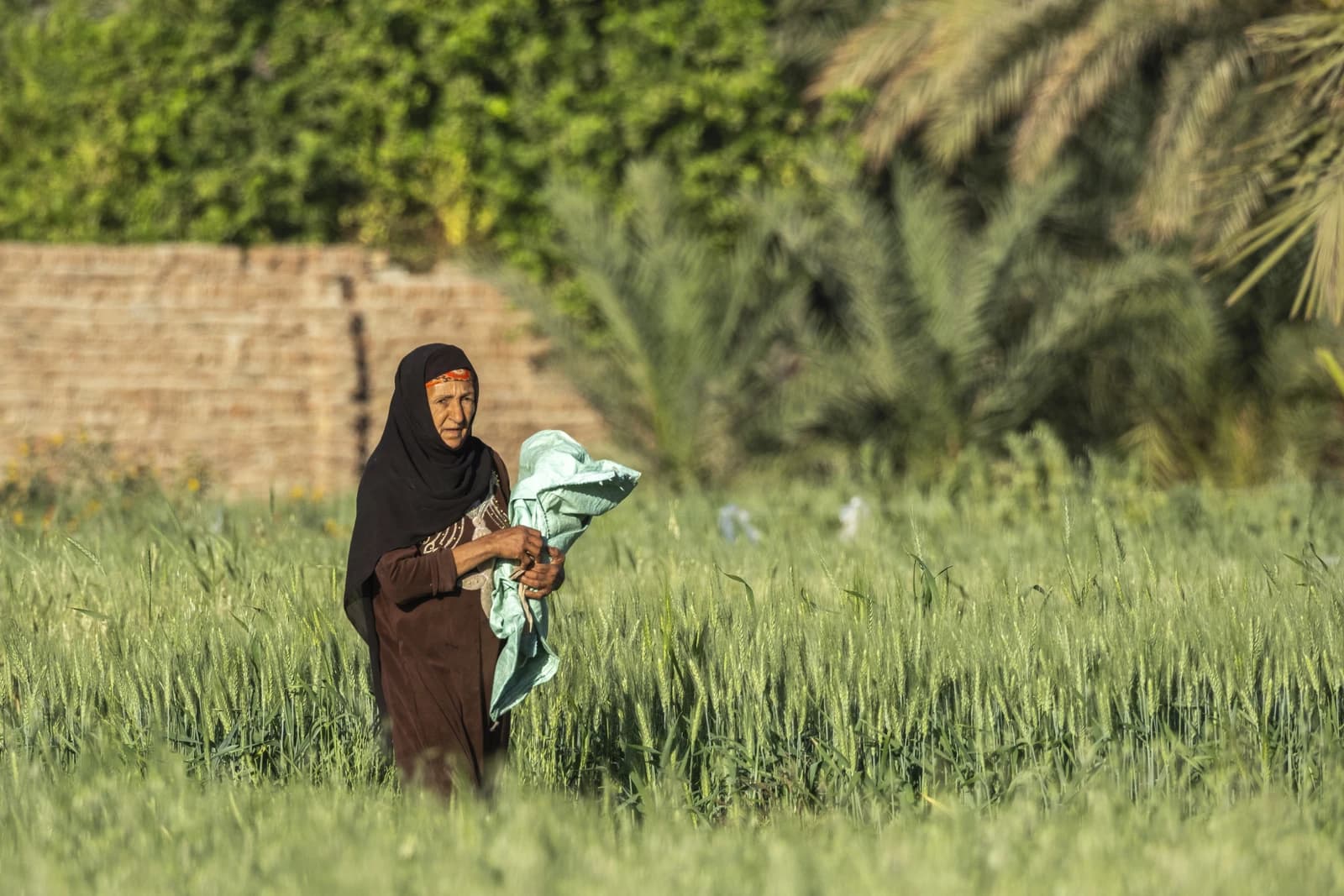 Woman farmer standing in a green wheat field with palm trees in the background.