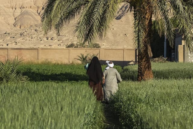 Two Egyptian farmers walk together through a field of green wheat under a palm tree.