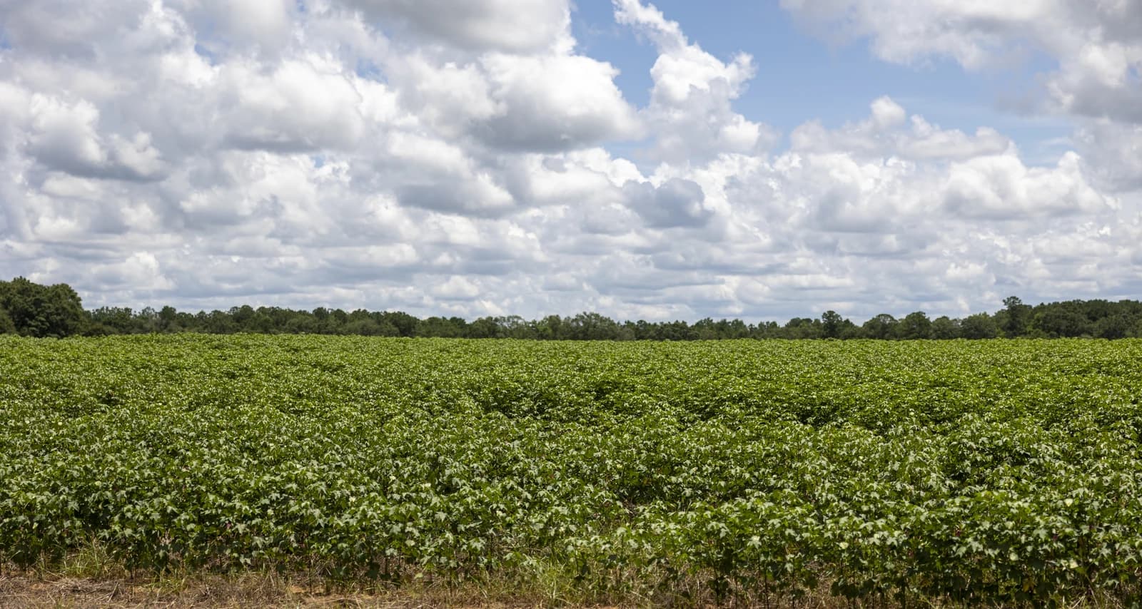 Expansive field of green cotton plants under a partly cloudy sky, stretching towards a distant tree line.