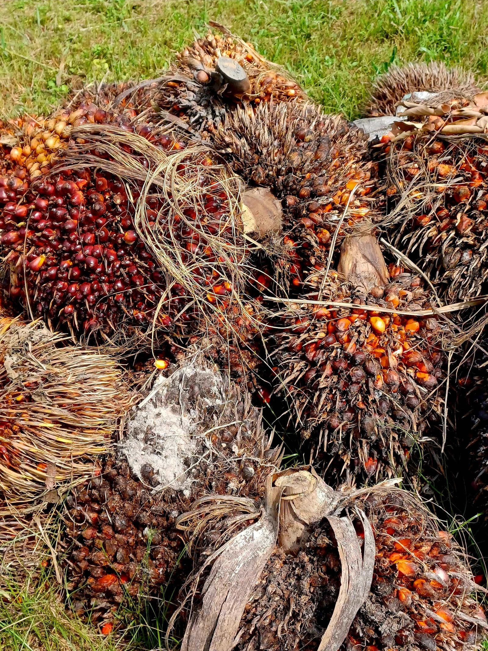 Freshly harvested red and orange oil palm fruit bunches piled on green grass.