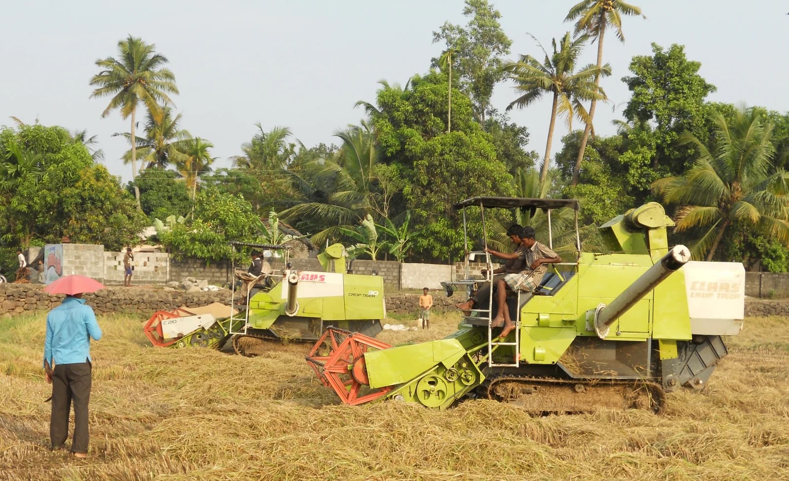 People operate two green mini harvesters in a golden rice field under palm trees.