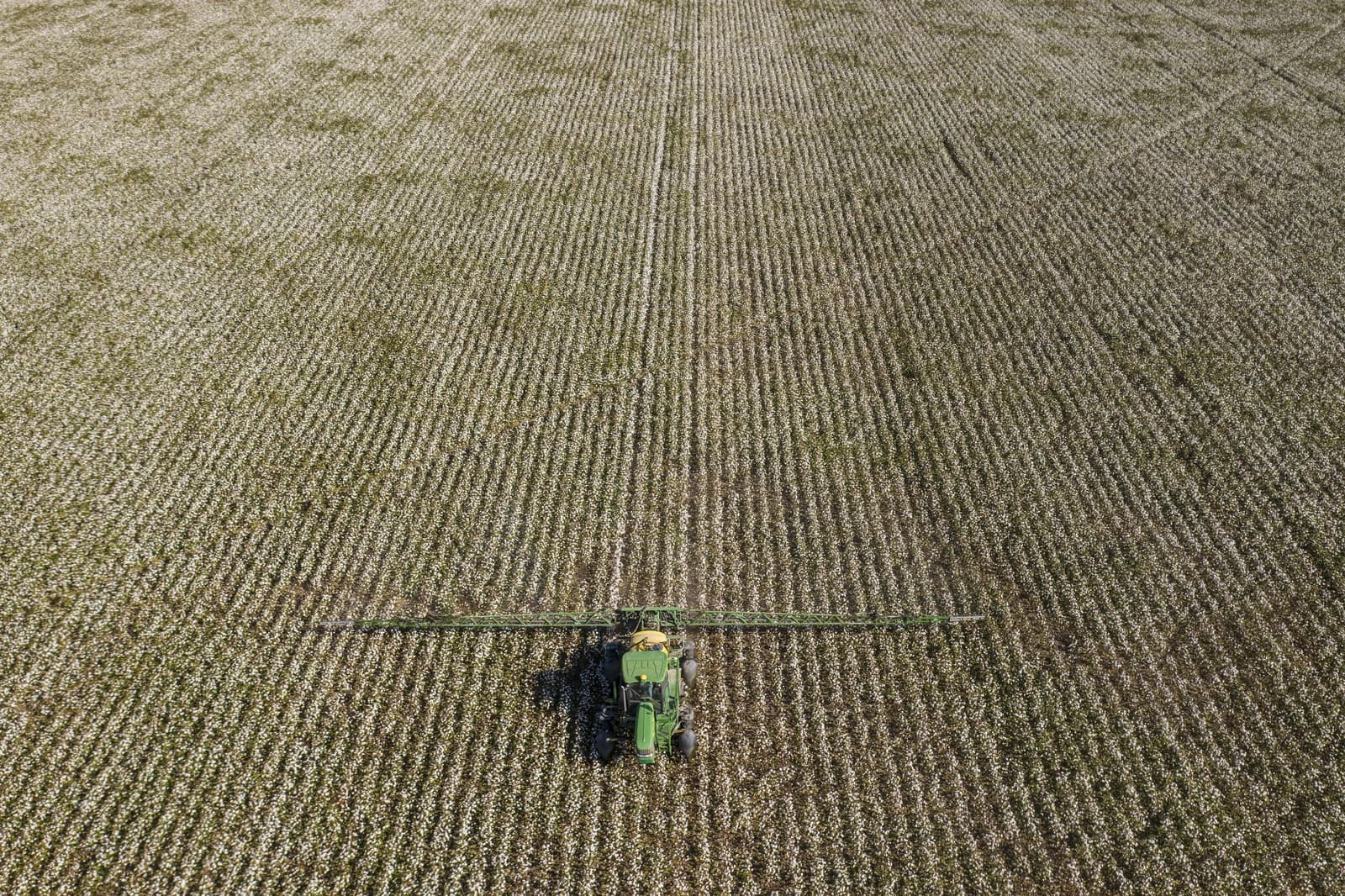 Farmer in a green tractor sprays defoliant on wide rows of cotton in a field.