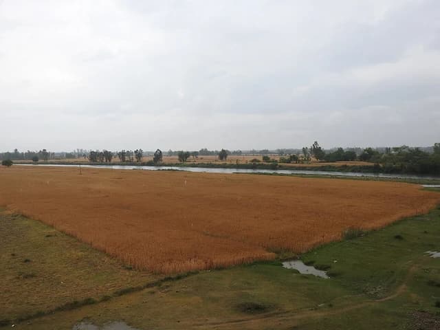 Expansive landscape shows a field of mature golden wheat next to a river under a cloudy sky.