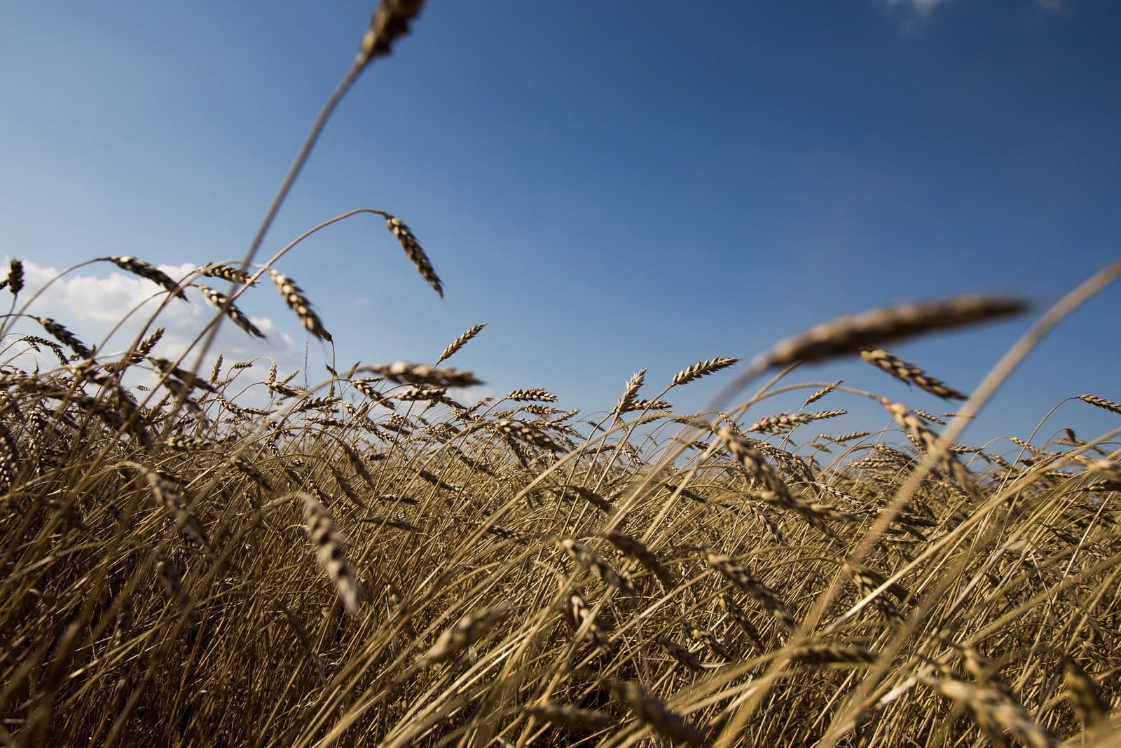 Ripe wheat stalks standing in a field against a bright blue sky.