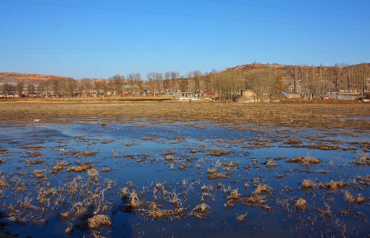 Wetlands on the Yellow River with bare trees and distant buildings under a clear sky.