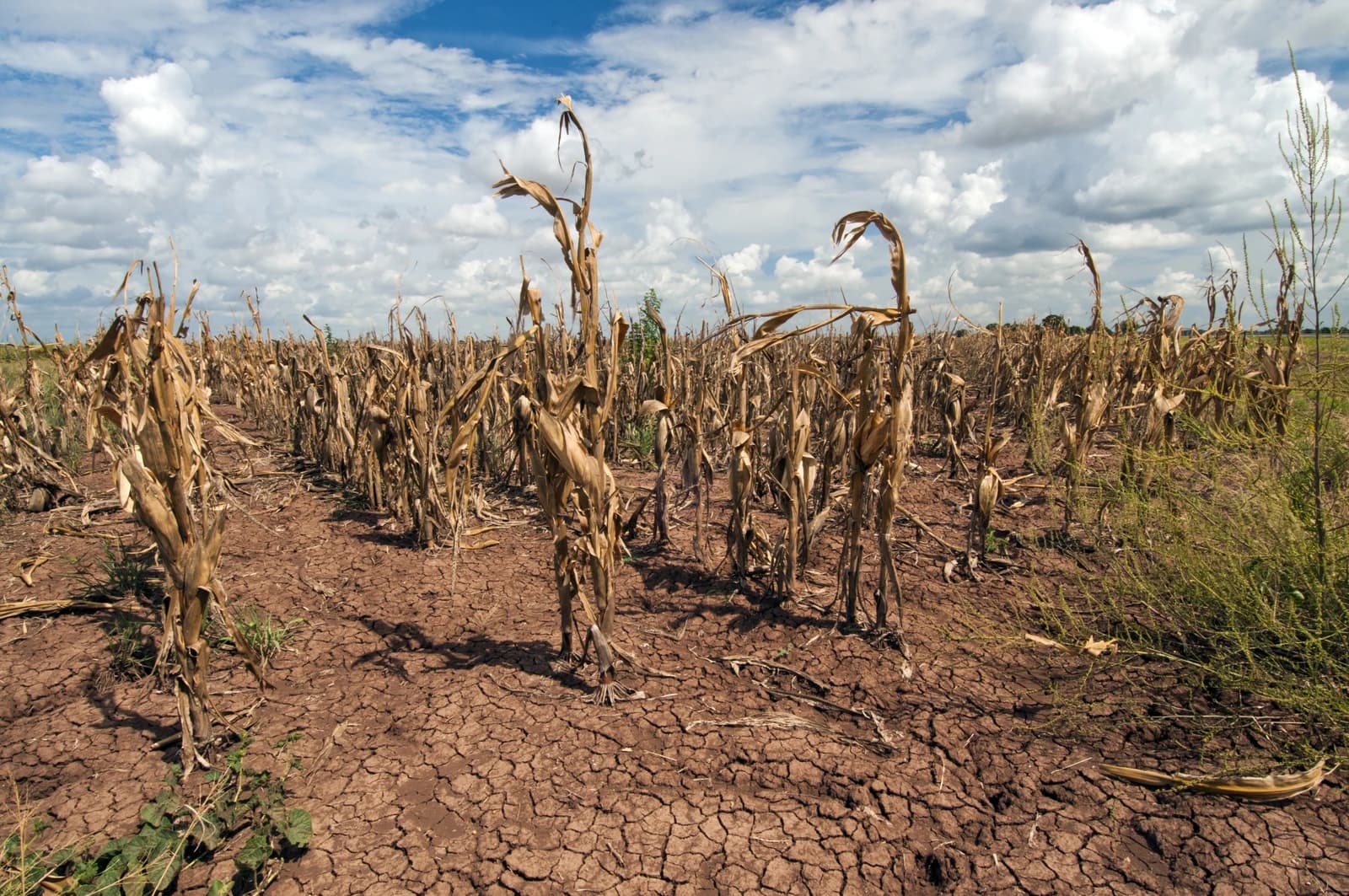 Dry, withered corn stalks stand in a field of cracked, parched earth.