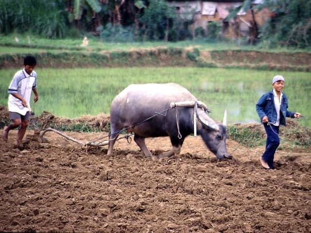 Two farmers, one adult and one child, plowing a rice field with a water buffalo.
