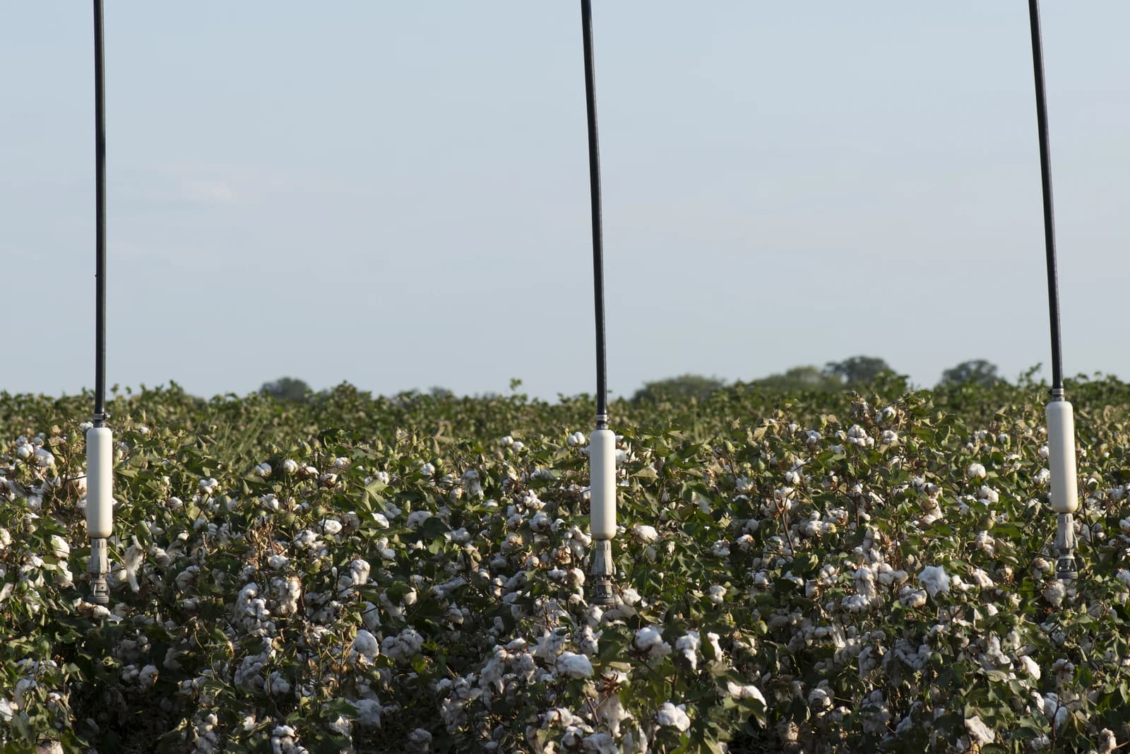 Irrigation equipment towers over a field of mature cotton plants.