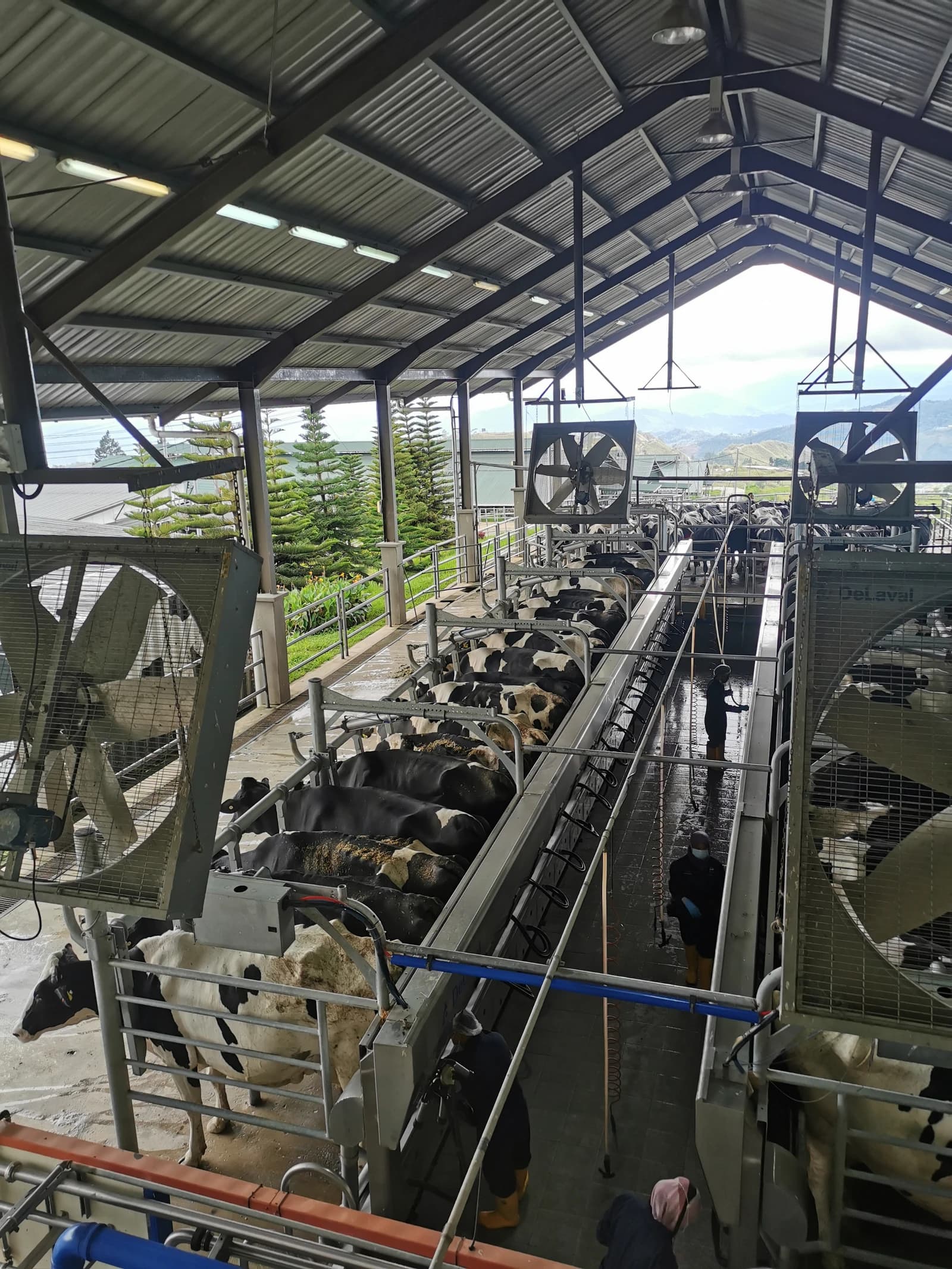 Cows standing in milking stalls at the Desa Cattle Dairy Farm.