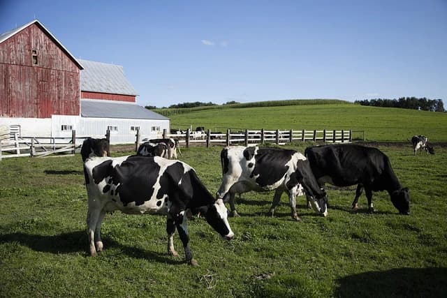 Dairy cows graze in a green pasture at Dunnum Family's Top of the Town dairy farm.