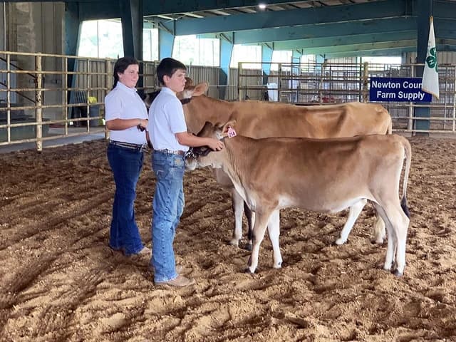 Two young handlers present two Jersey cows at the Newton State Dairy Show.
