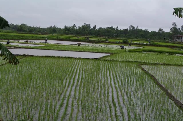 Farmers planting rice seedlings in a water-filled paddy field in rural Vietnam.