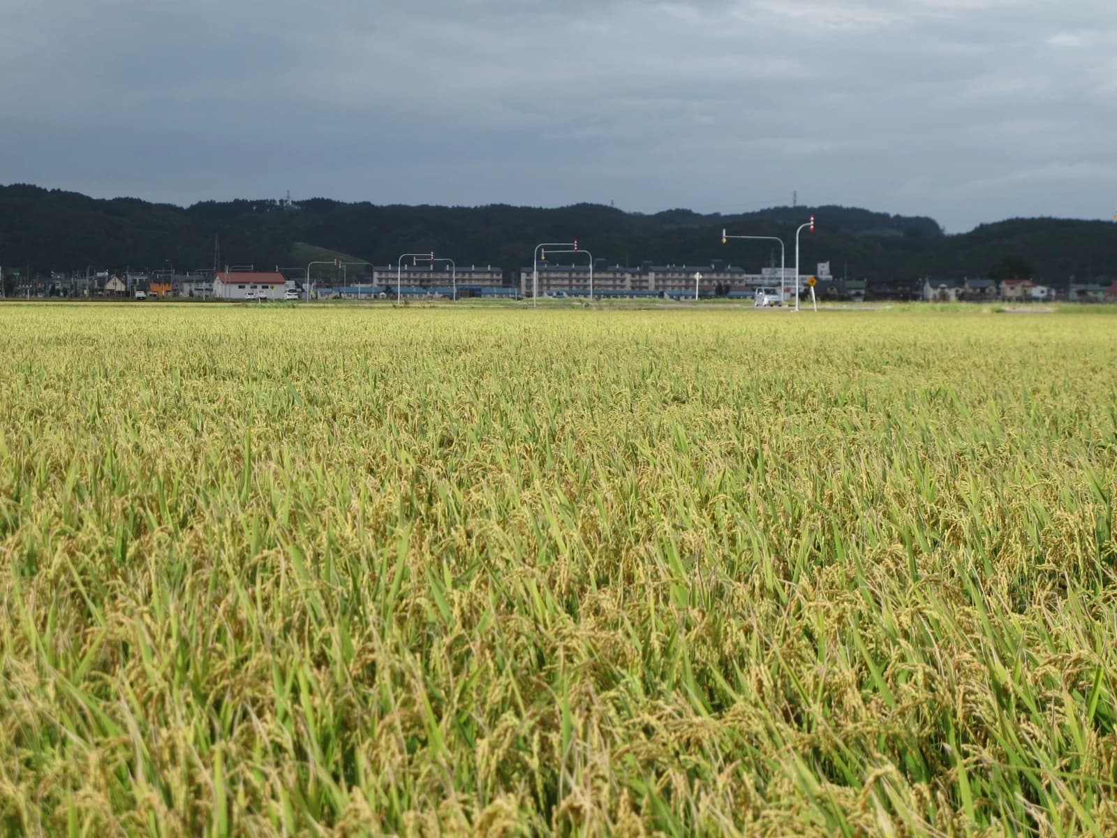 Rice fields with ripening golden grains stretch across the foreground, houses and hills in the distance.