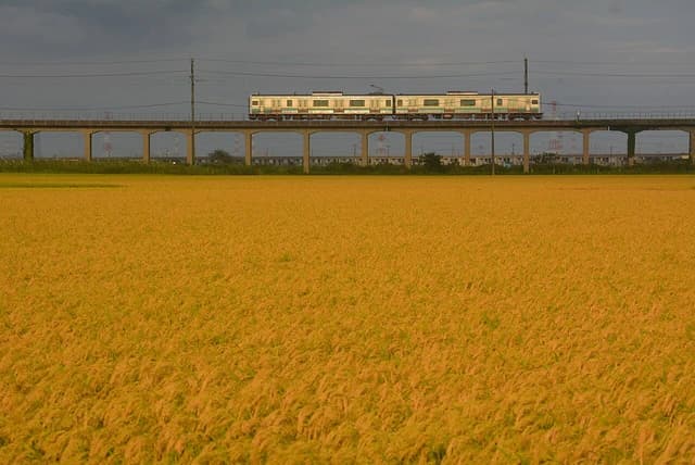 A train crosses an elevated bridge over expansive golden rice paddies in Katori city, Japan.