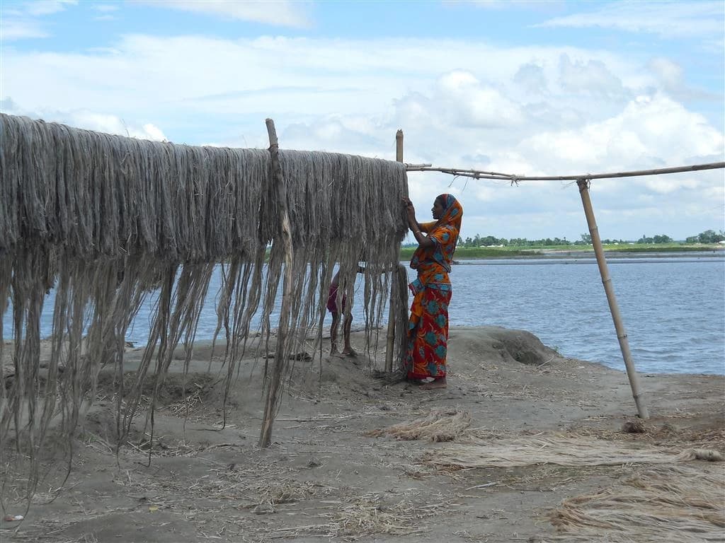 Woman in colorful sari working with jute fibers drying on a rack by a river.