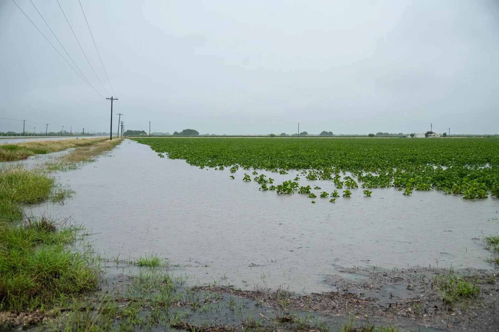 A field of young green plants partially submerged in floodwater after rain.