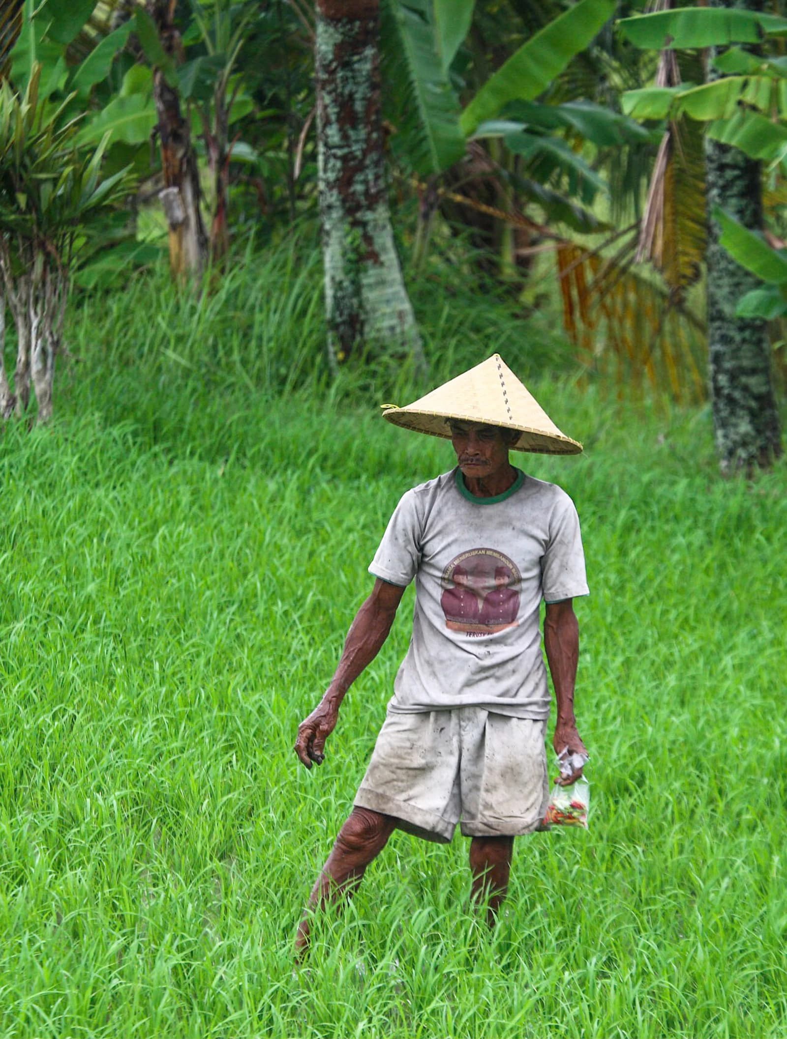 A male farmer wearing a conical hat standing in a vibrant green rice field.