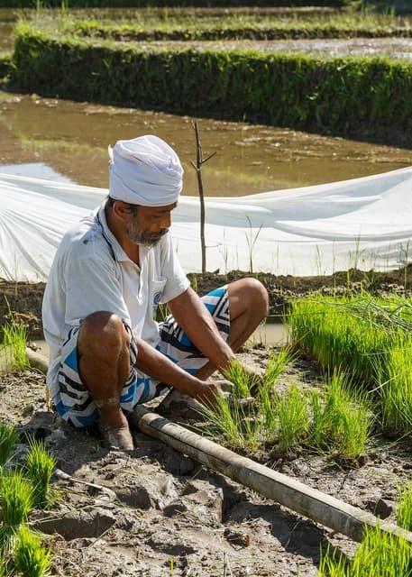 Farmer in Gianyar Regency, Bali, preparing rice seedlings in a paddy field.