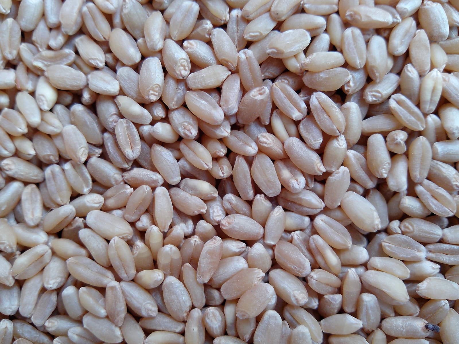 Close-up view of many light brown wheat grains scattered together.