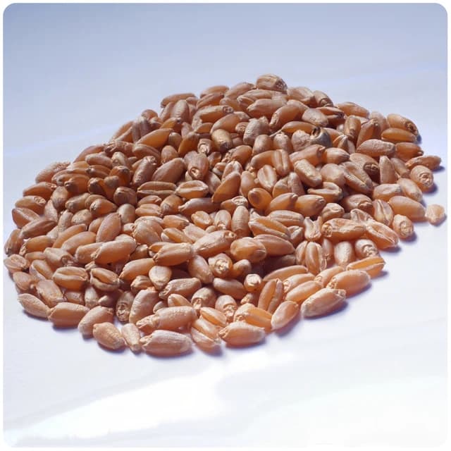 Close-up of numerous light brown wheat seeds on a plain white surface.
