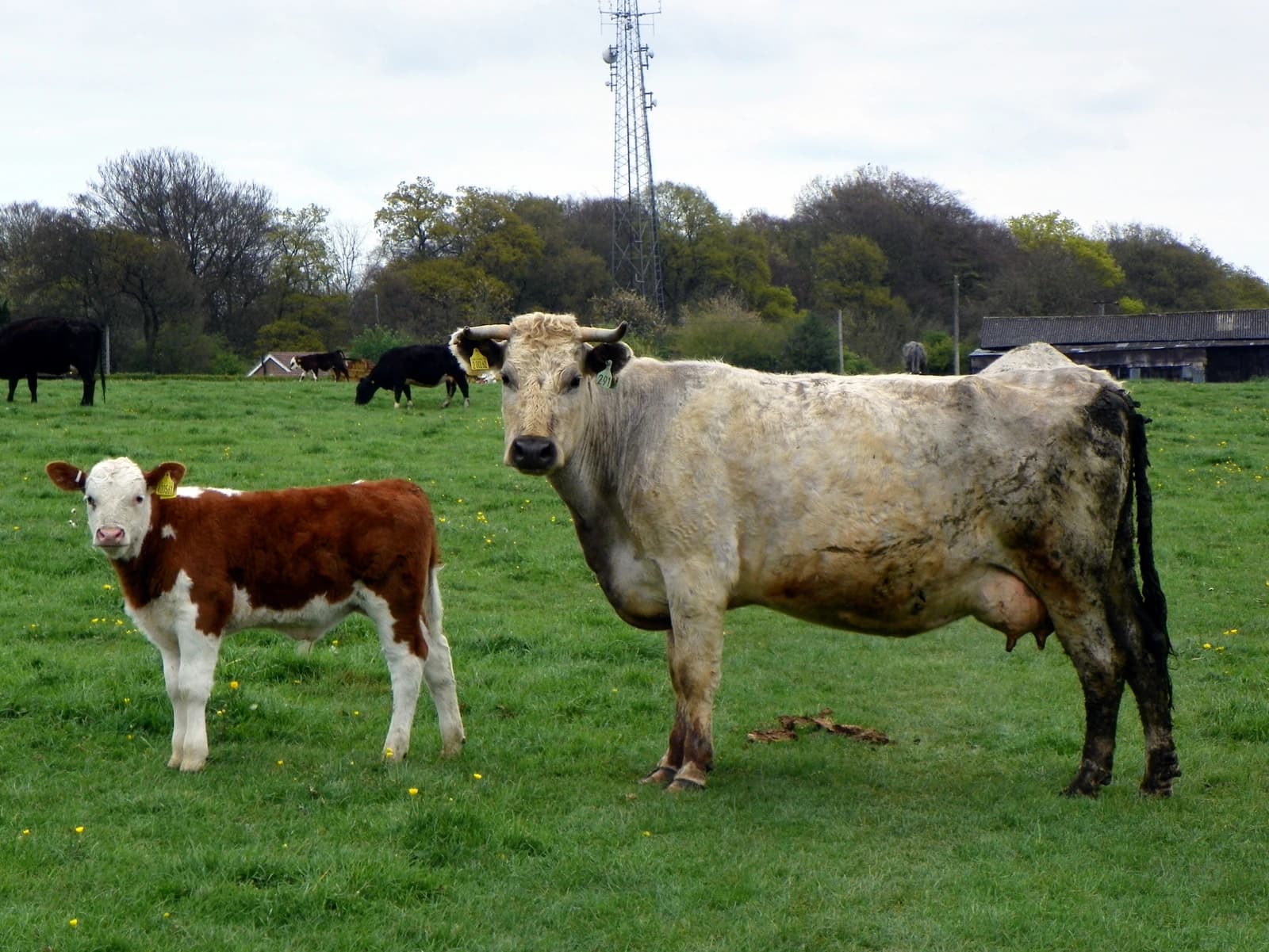 A mother cow with horns stands next to a brown and white calf in a green pasture.
