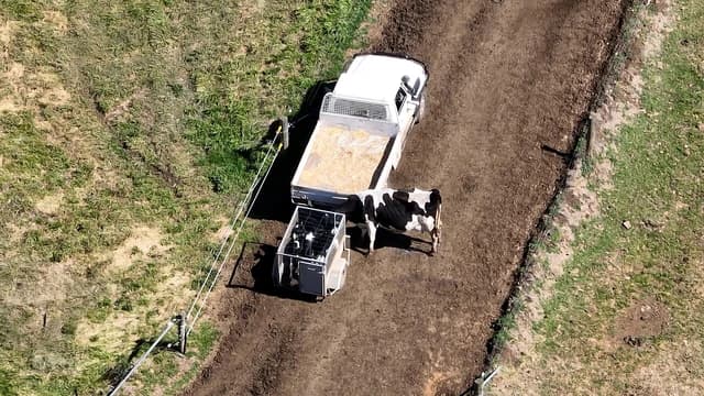 Aerial view of a white pickup truck, a black and white cow, and a trailer with calves.