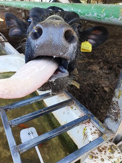 Close-up of a calf in a dairy farm with its tongue extended towards a trough.