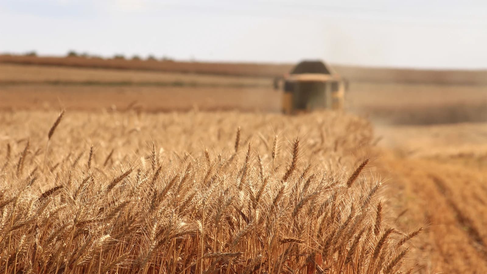 Golden wheat stalks in the foreground with a blurred combine harvester working in the background.