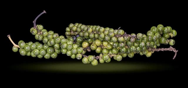 Close-up of green peppercorns on vines, recently harvested.
