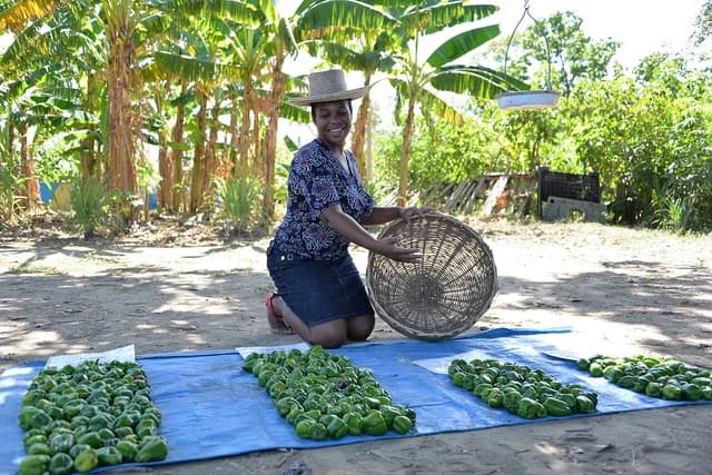 Woman wearing a straw hat kneels beside piles of green peppers on a blue tarp.