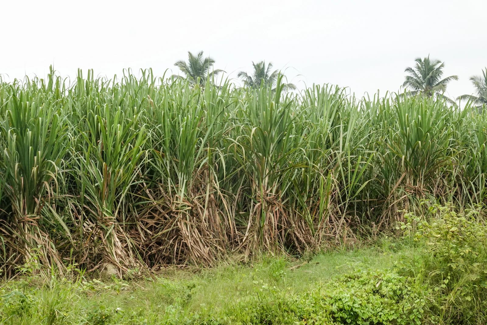 Sugarcane plants growing in a field under a white sky.