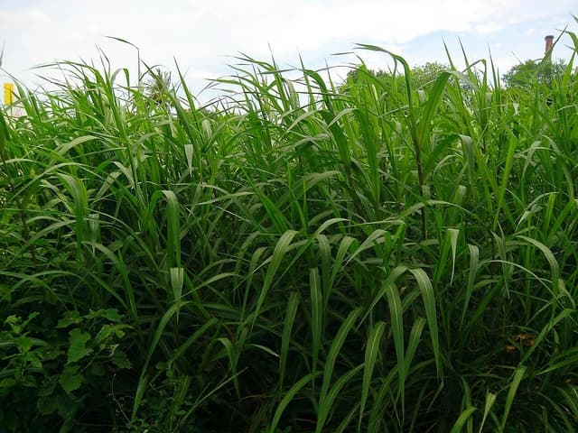 Sugarcane field in Kachirapalayam with green stalks reaching towards the sky.