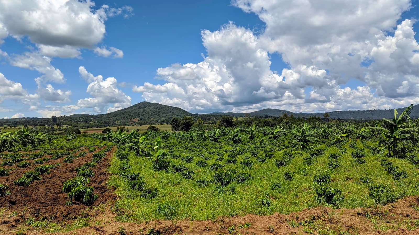 Coffee plants growing in rows on a farm field with mountains in the background.