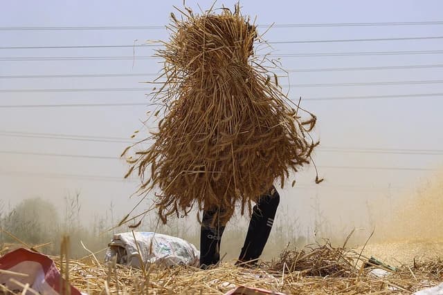 A person carries a large bundle of freshly harvested wheat stalks in a field.