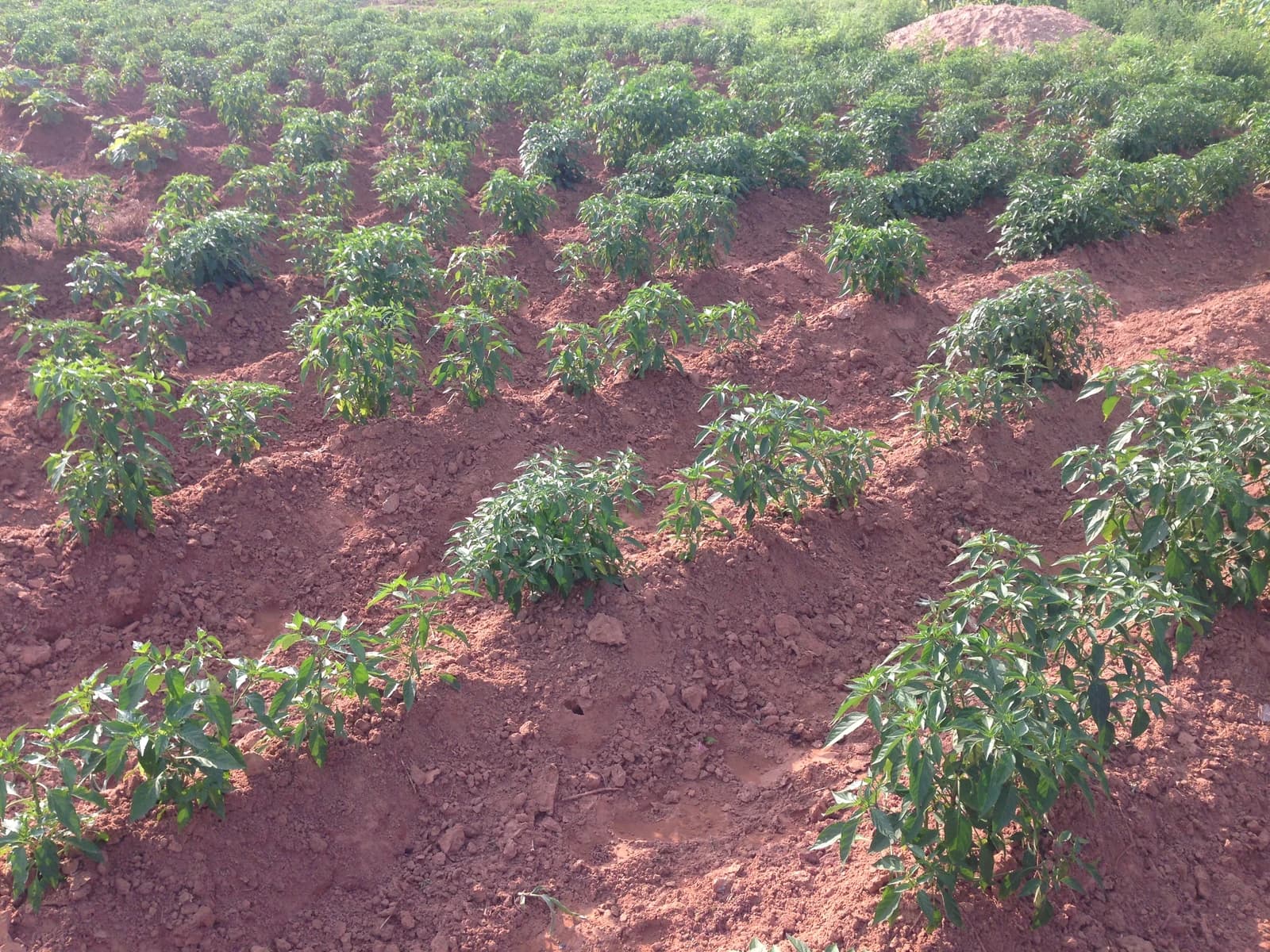 Rows of green pepper plants growing in reddish-brown soil under sunlight.