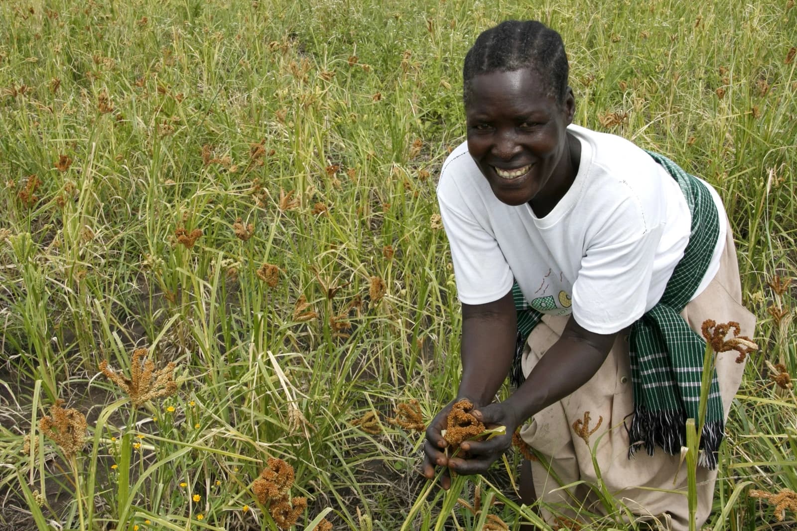 Woman harvesting millet in a field in northern Uganda.