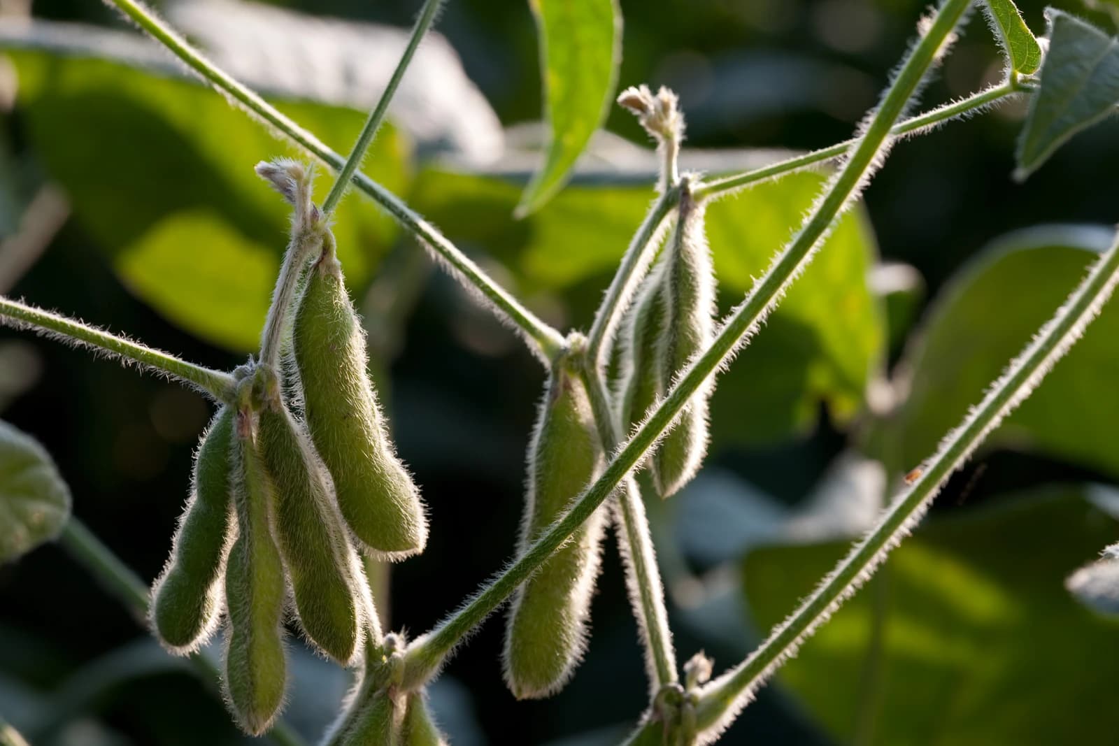 Several green soybean pods hang from a fuzzy plant stem in dappled sunlight.