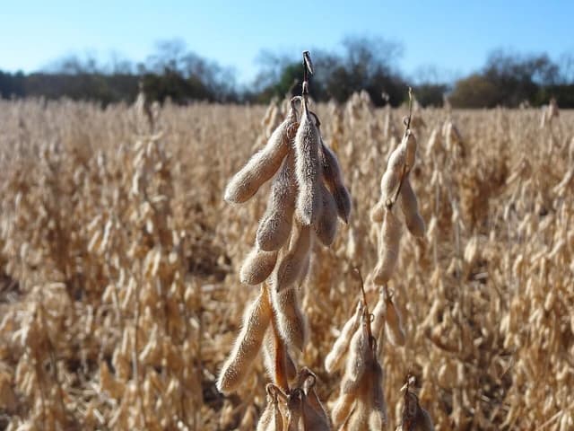 Close-up of mature soybean pods on a plant in a large field.