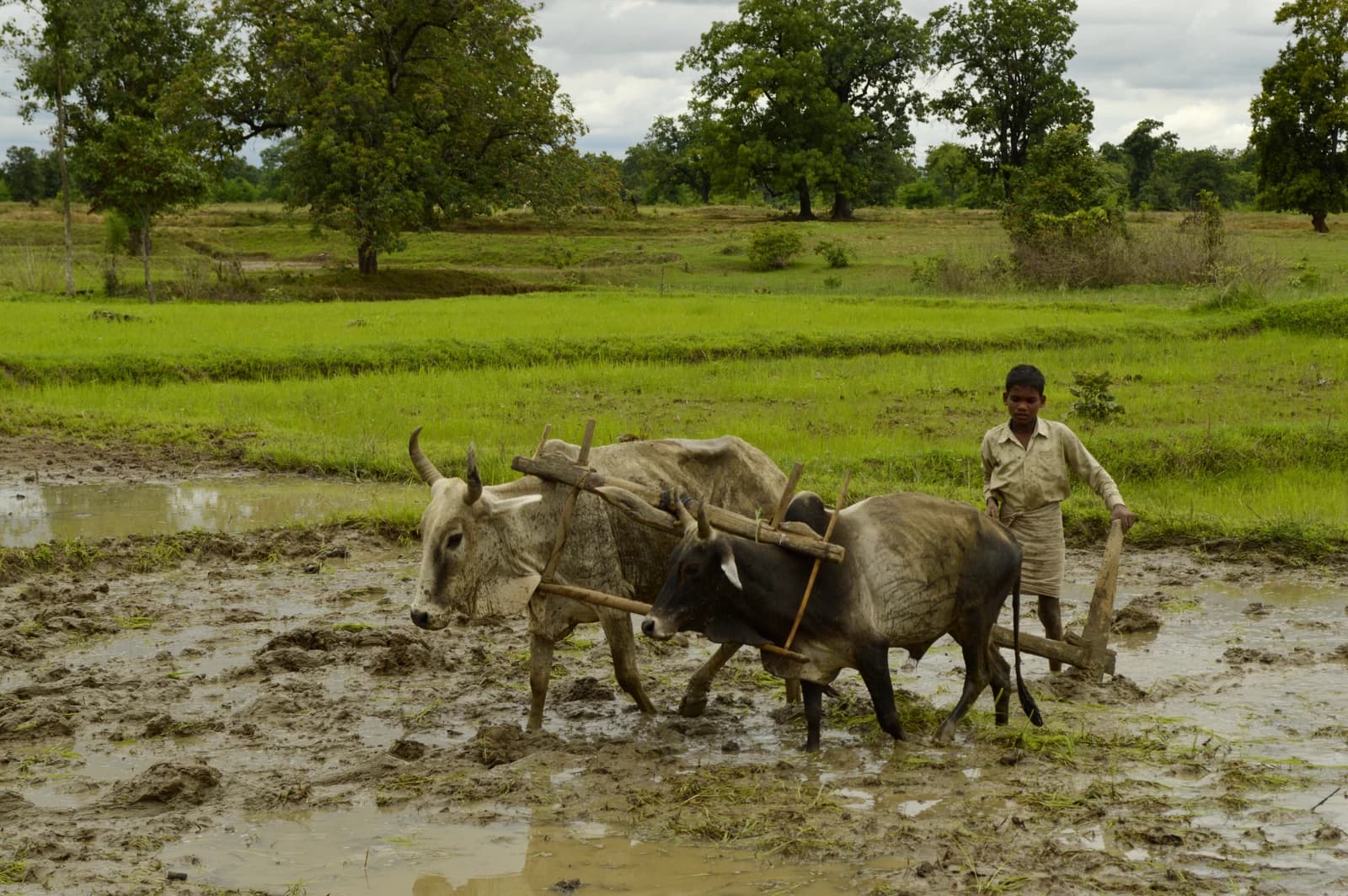 Farmer guides two oxen pulling a wooden plough through a muddy paddy field.