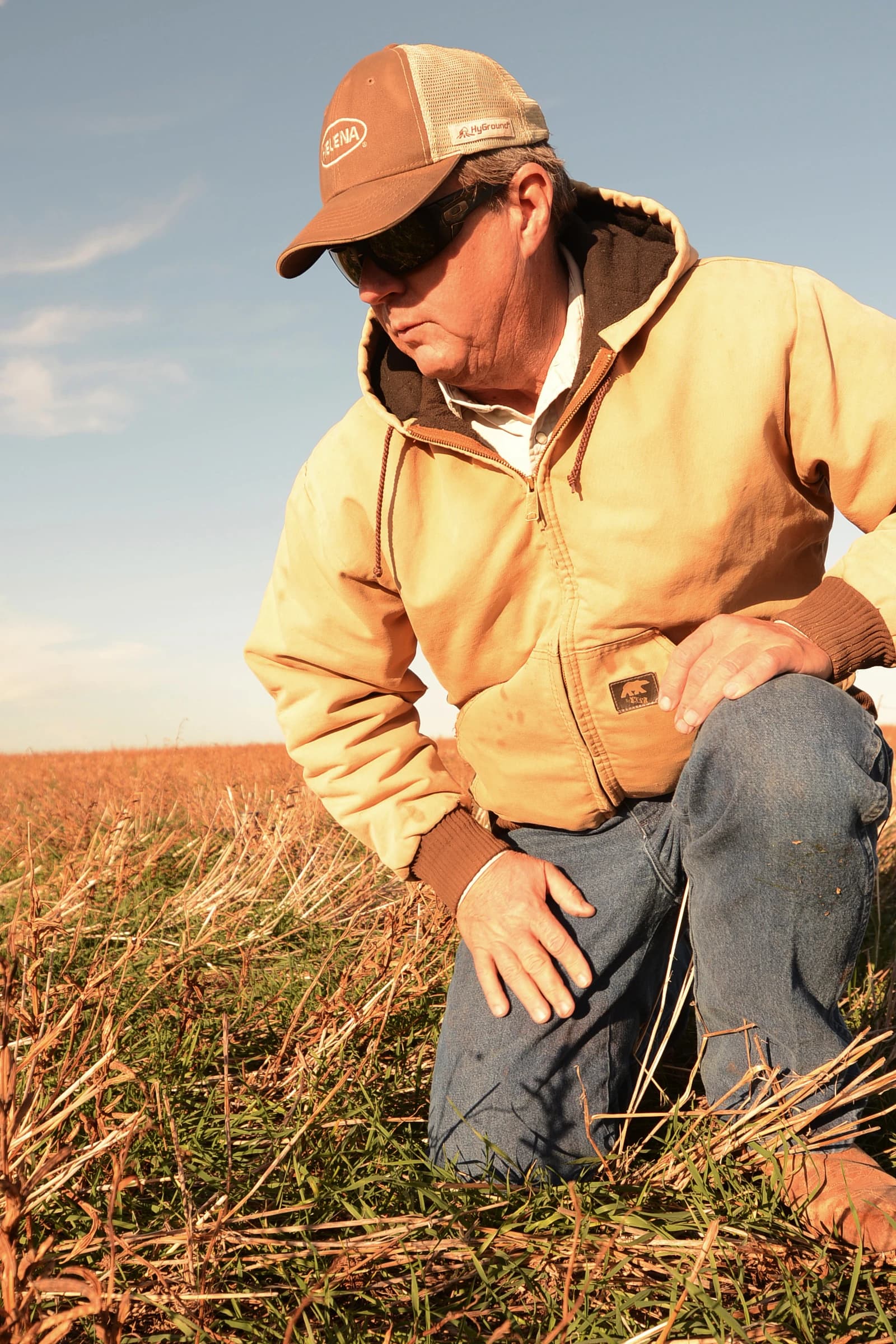 Texas farmer Tommy Henderson inspecting his wheat crop in his no-till field.