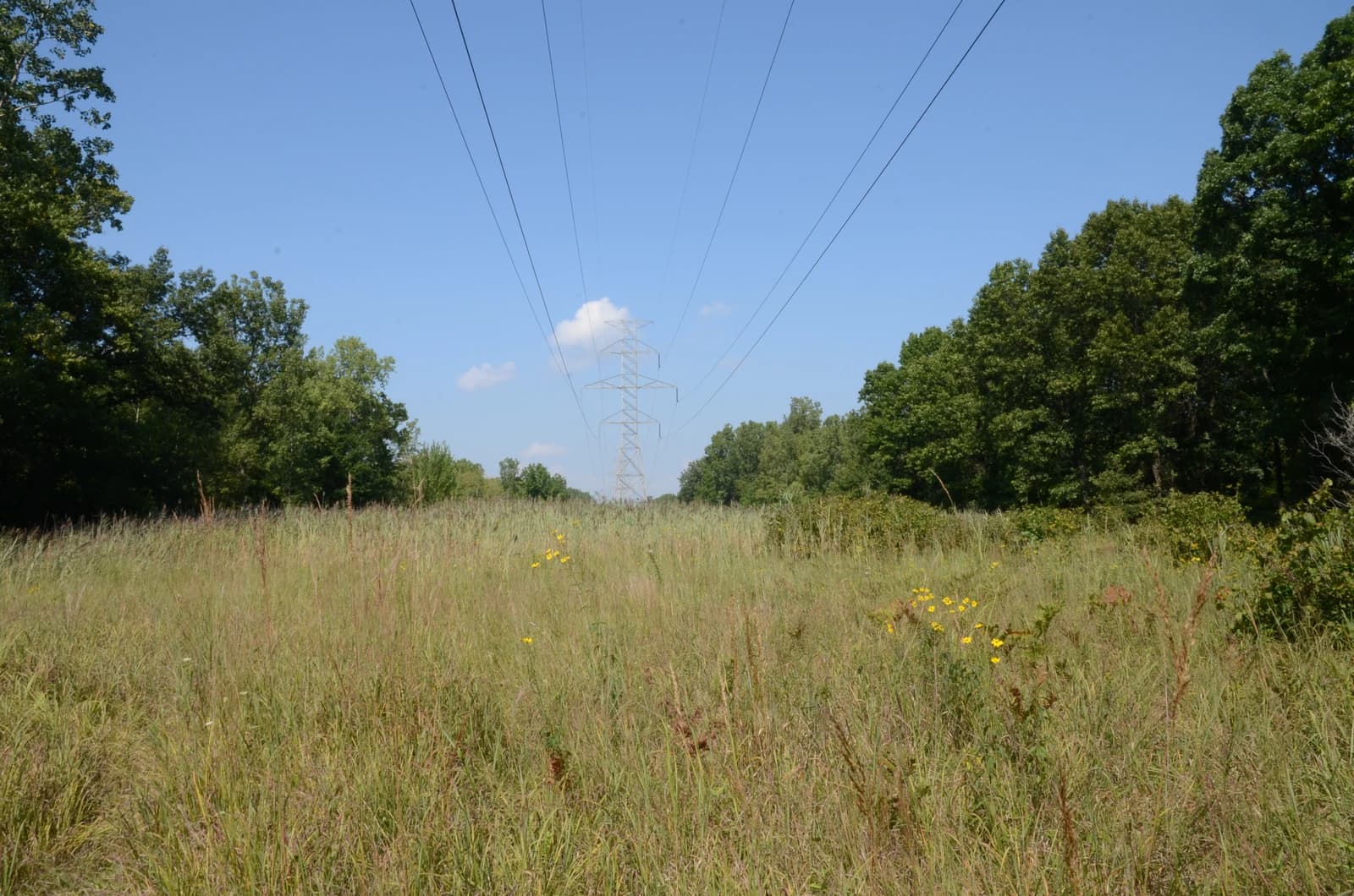Power lines supported by a large transmission tower traverse a grassy field bordered by trees.