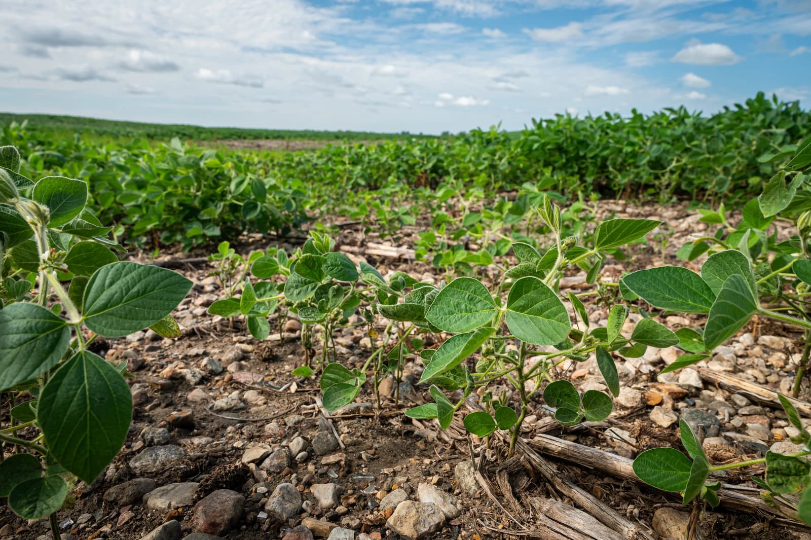 Soybean plants growing in a field with rocky soil under a cloudy sky.
