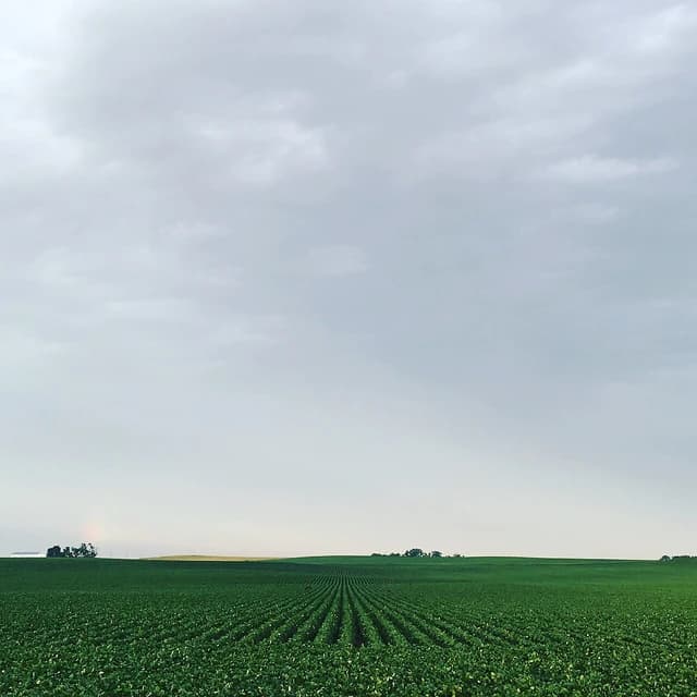 Expansive green soybean fields stretch towards the horizon under a cloudy sky.