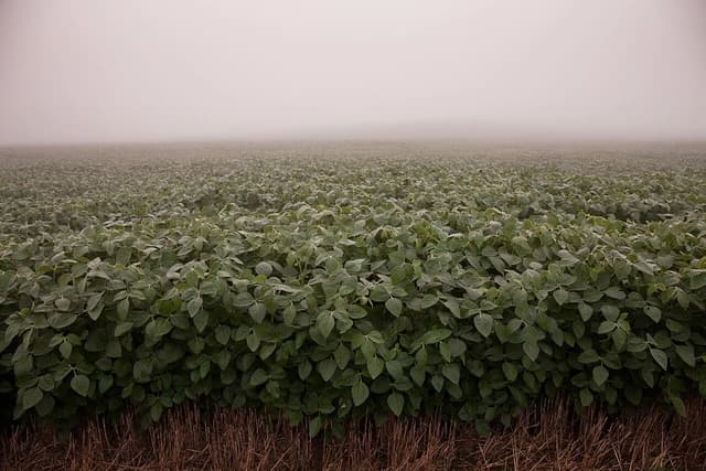 A vast field of green soybean plants stretches into the distance under a thick, grey fog.