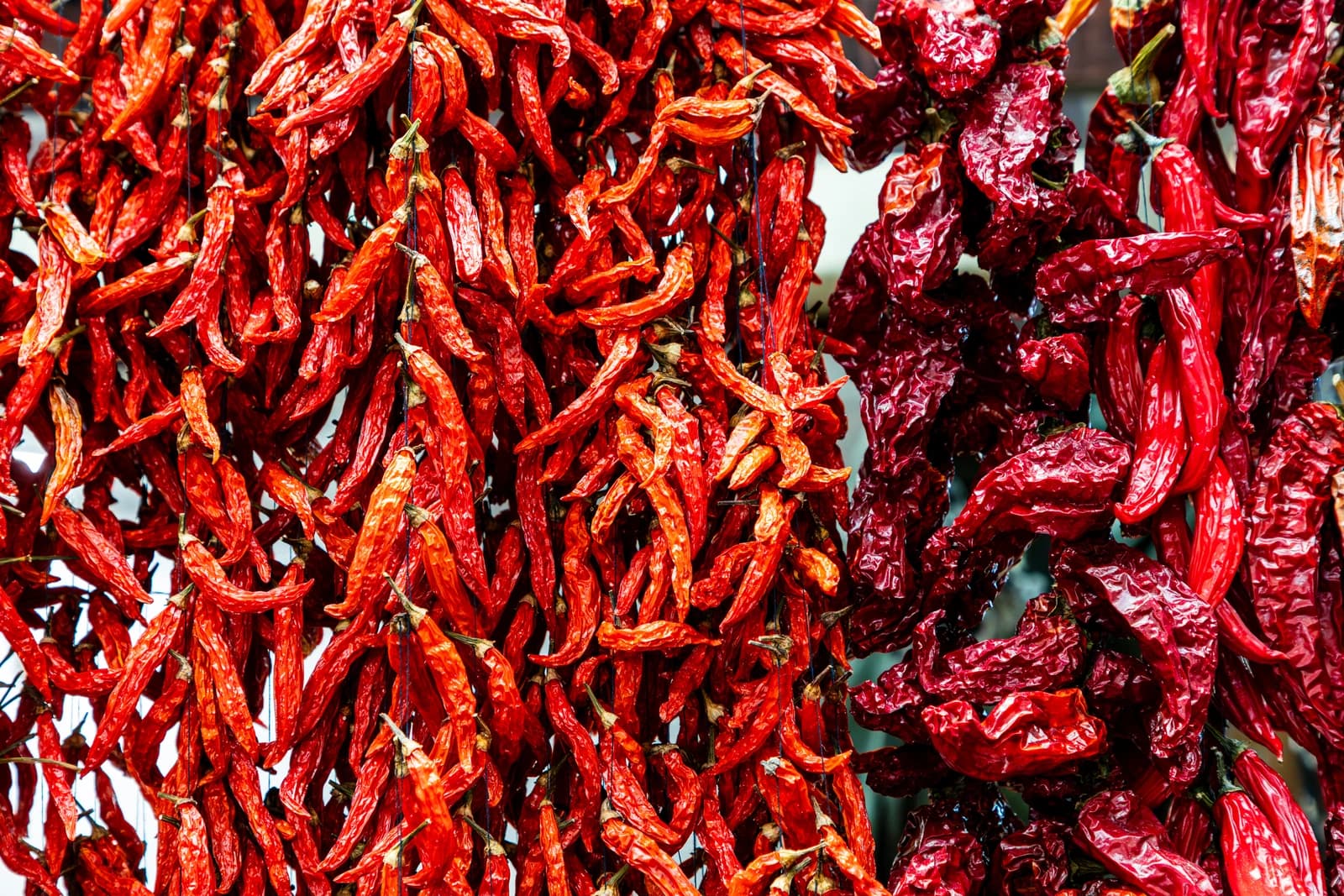 Bundles of bright red and dark red dried chili peppers hanging for sale.