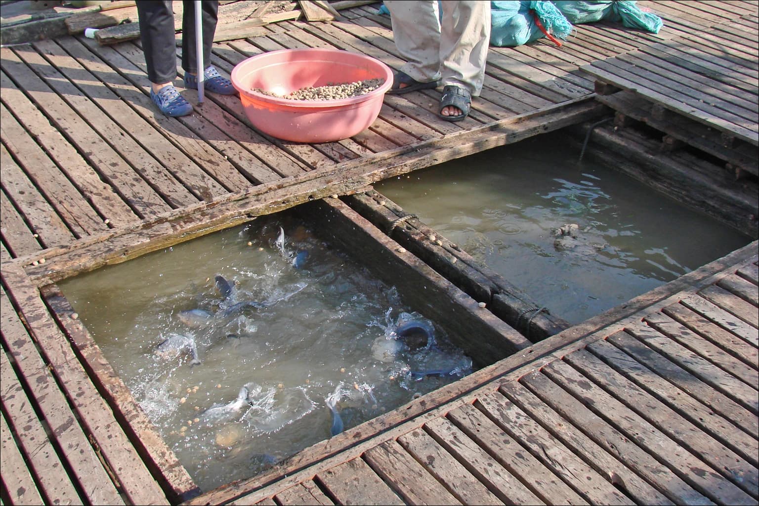 Pangasius fish swimming in an open-air fish farm in Vietnam.