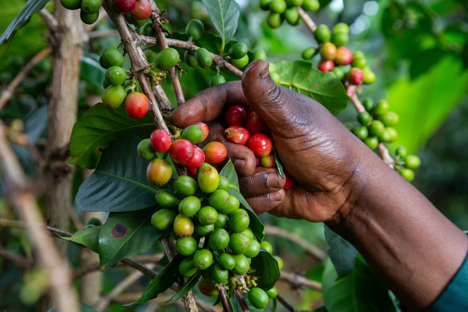 Coffee farmer's hand picking ripe coffee cherries from a branch.