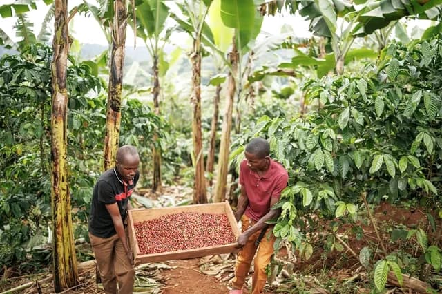 Two men, coffee farmers, carrying a large wooden crate filled with red coffee cherries through a plantation.